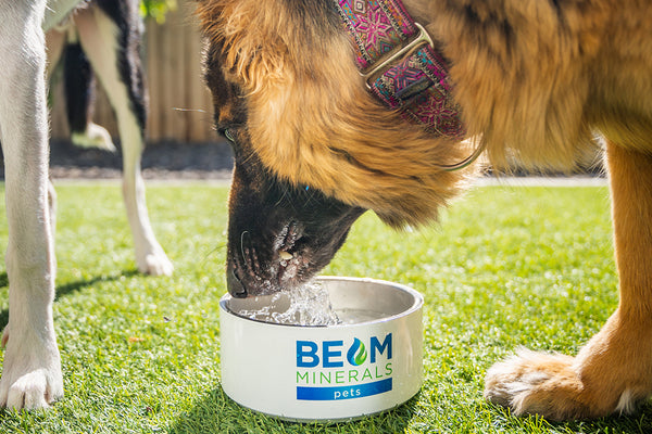 dog drinking from bowl