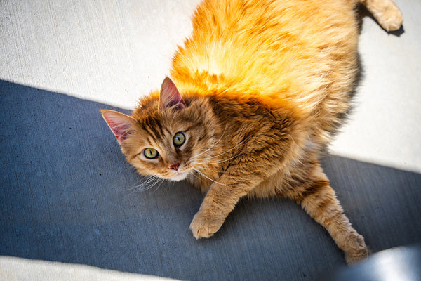 orange cat