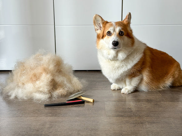 Corgie with hair