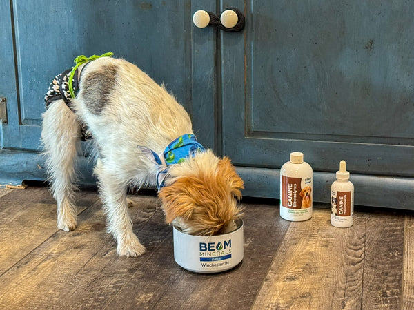 puppy eating from bowl