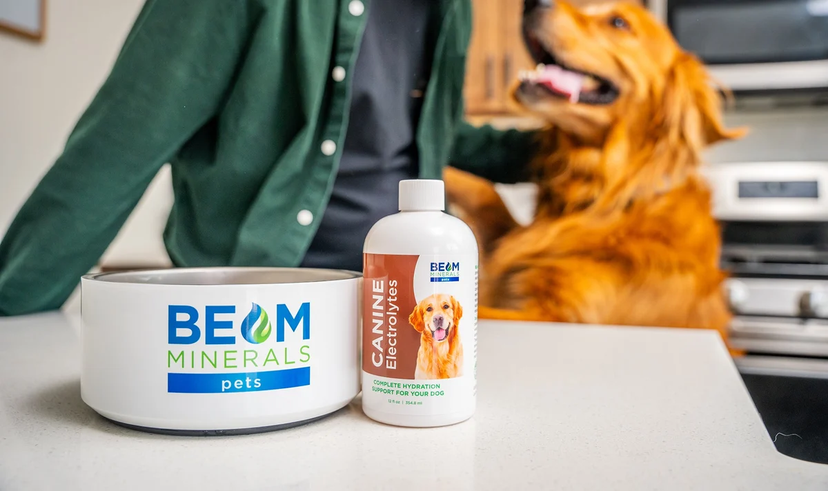 Tummy Troubles? How Minerals Improve Your Pet's Digestion