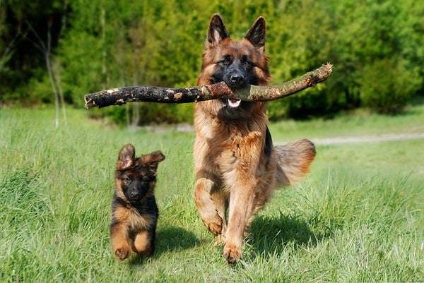 two dogs with a stick