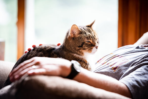 Cat on human