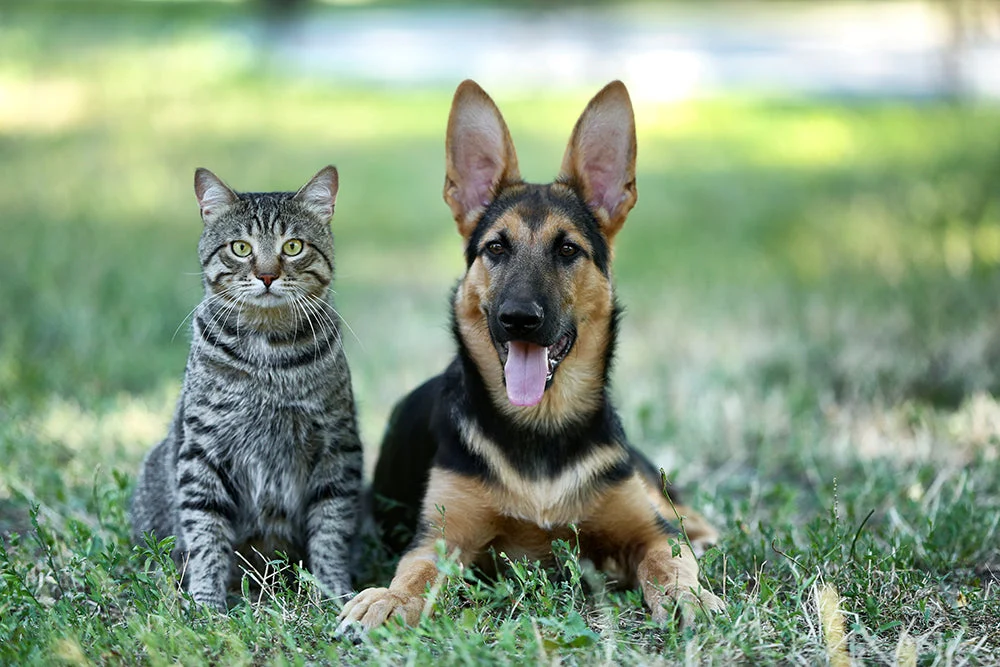 How Minerals Give Your Pet a Shiny Coat & Healthy Skin