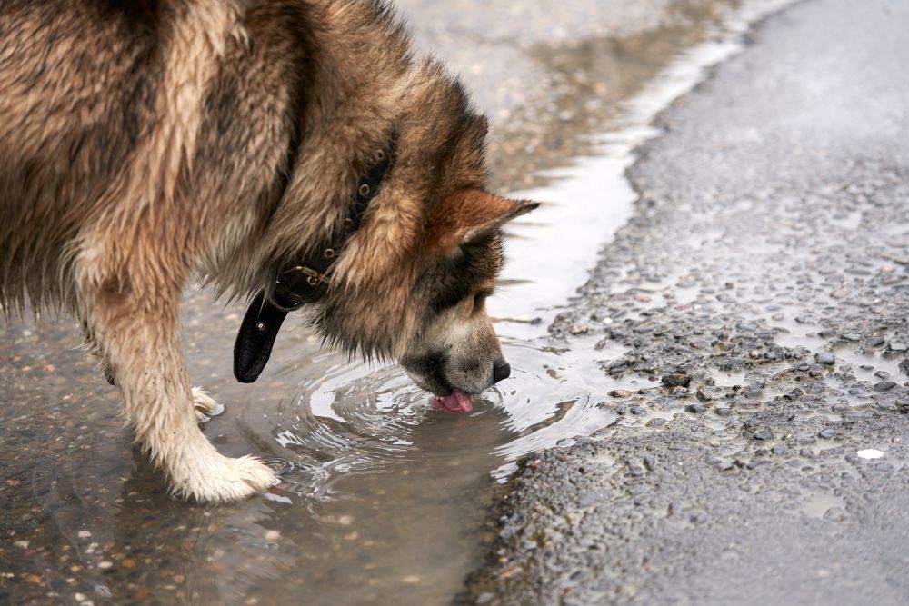 dog drinking water