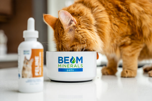 cat drinking from bowl