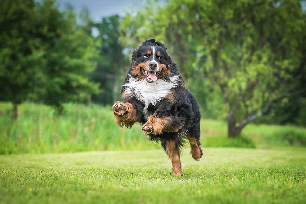 Boost Your Dog’s Immune Health with Essential Minerals