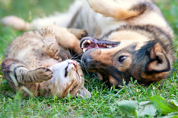 cat and dog in grass