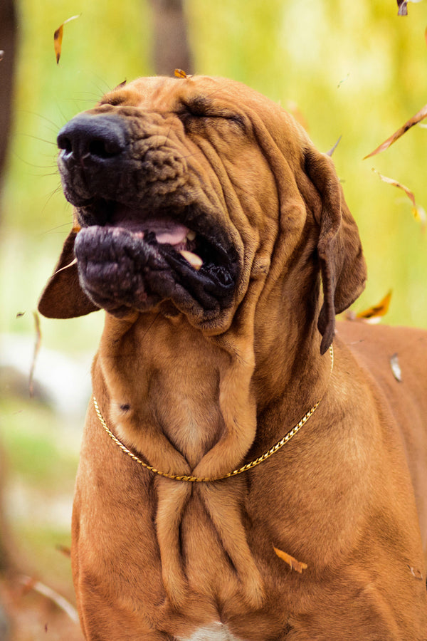 Dog sneezing