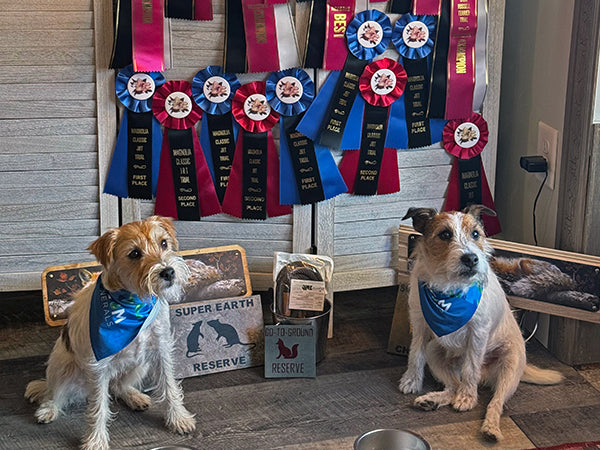 two dogs sitting in front of ribbons