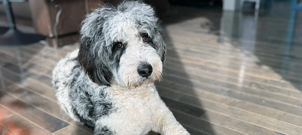 Plant-Based Fulvic & Humic Complexes for Pet Gut Health & Microbiome