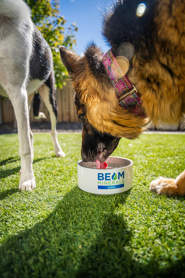 Dog drinking water