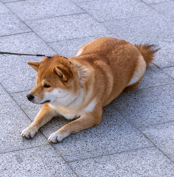dog laying on ground
