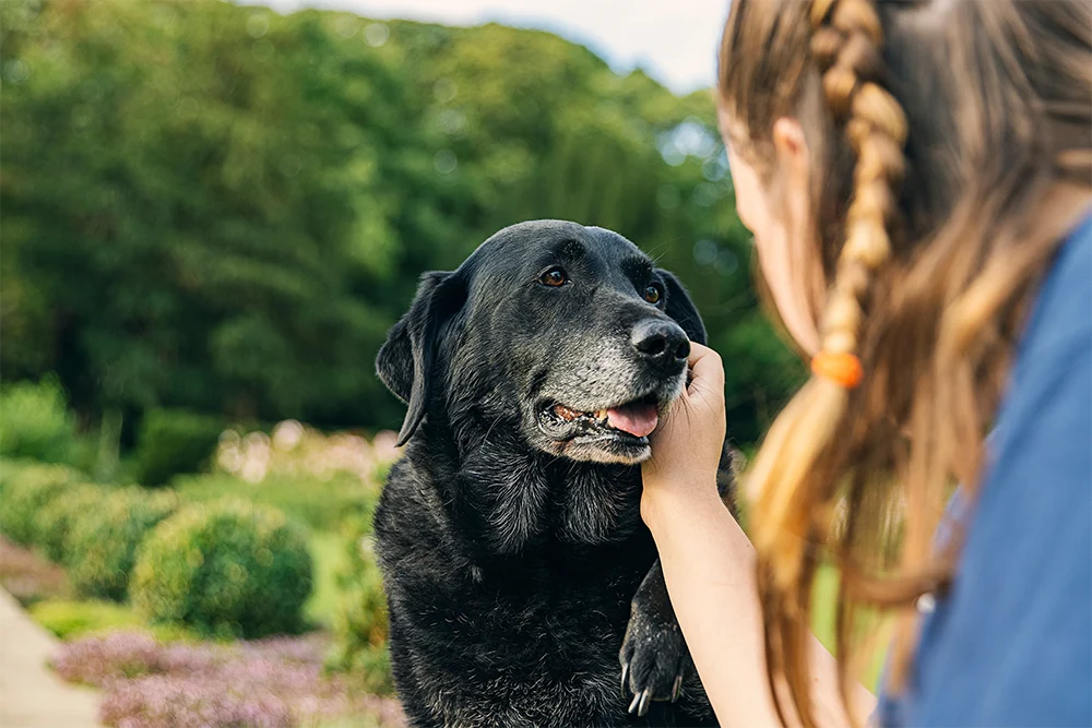 Golden Years: Support Your Senior Pet with Minerals